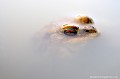 <br><br>Nom anglais : Common toad
<br>Vivre, voudra dire pour le Crapaud commun survivre aux nombreux prédateurs, aux pesticides, aux automobiles de plus en plus nombreuses...
<br><br>Photo réalisée en France, dans l'Allier (Auvergne)
<br><br>

 Crapaud commun
Bufo bufo
Auvergne
Allier
étang
Vivre
survivre
prédateurs
automobiles
pesticides 